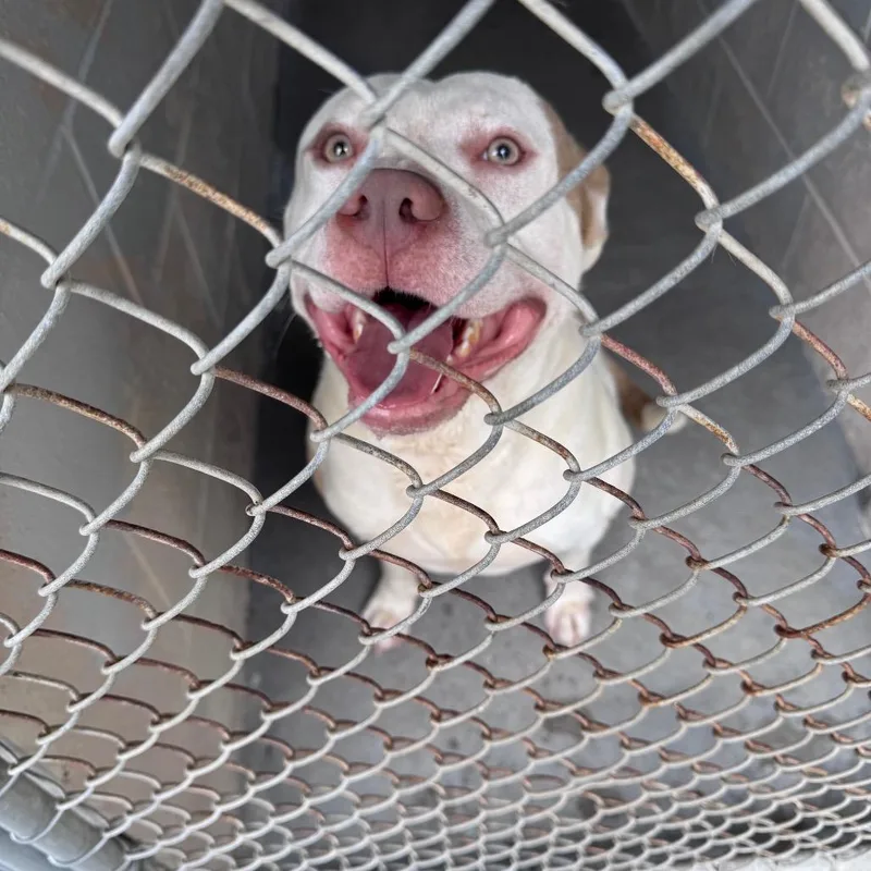 An adult large-sized male White / Cream Mixed Breed dog named Gouda for adoption in Summerville, SC