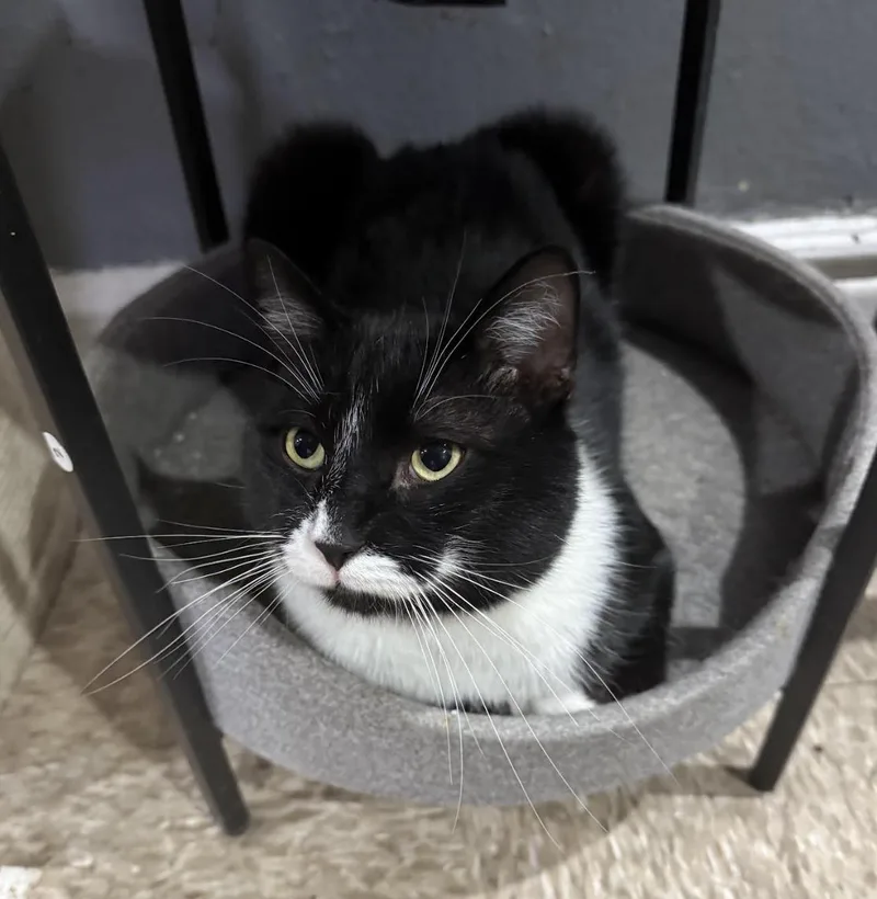 A young medium-sized male Black & White / Tuxedo Domestic Short Hair cat named Jingle for adoption in New York, NY