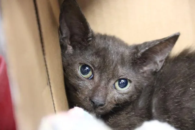 A baby small-sized female Domestic Short Hair cat named Jade for adoption in Tucson, AZ