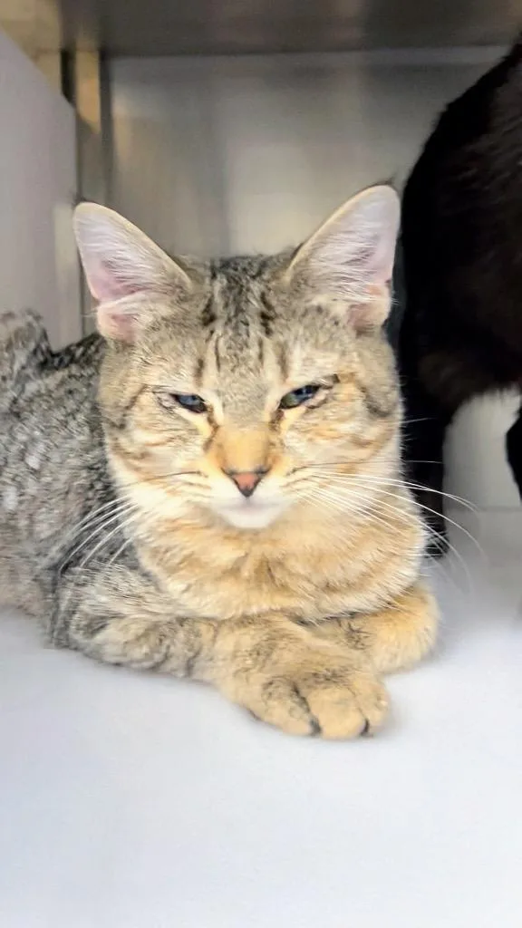 A baby small-sized male Domestic Medium Hair cat named Sb for adoption in Rome, GA