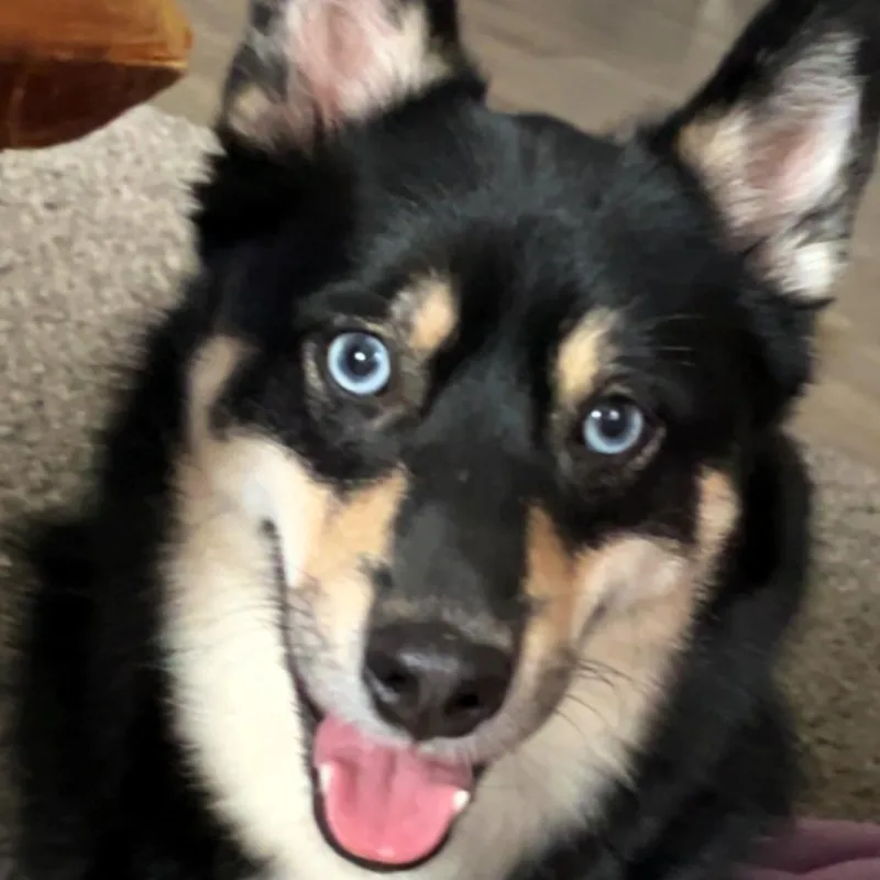 An adult small-sized male Pomeranian dog named Shadow for adoption in Shawnee, KS