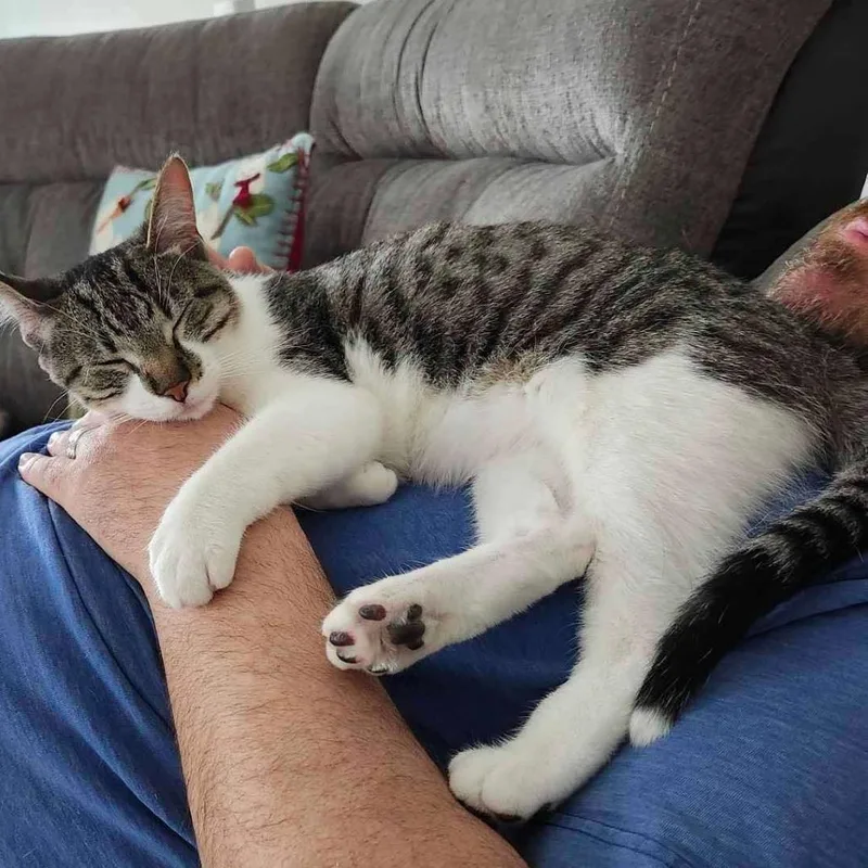 An adult large-sized male White Domestic Short Hair cat named Bach for adoption in Plainfield, IL