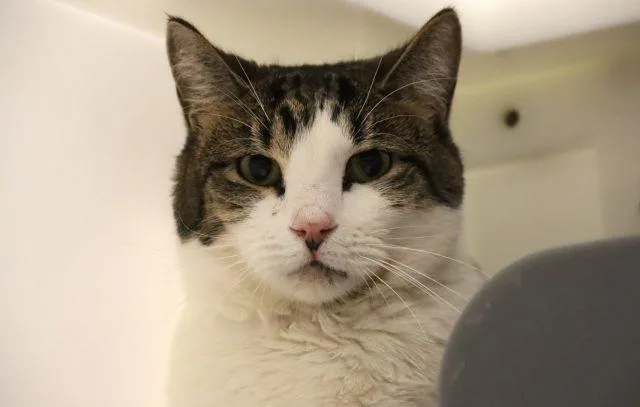 An adult small-sized male Domestic Short Hair cat named Pt Cruiser for adoption in Tucson, AZ