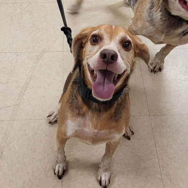 A senior medium-sized male Brown / Chocolate Beagle dog named Angus for adoption in Lake Panasoffkee, FL