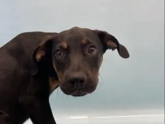 A baby large-sized male Hound dog named Peridot for adoption in Golden Valley, MN
