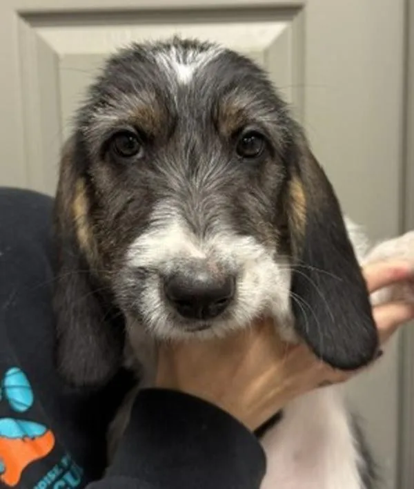 A baby medium-sized male Basset Hound dog named O'Malley for adoption in Littleton, CO