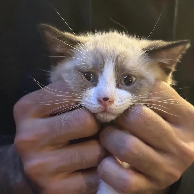 A baby small-sized male Cream / Ivory Siamese cat named Hokey Pokey for adoption in Long Beach, CA