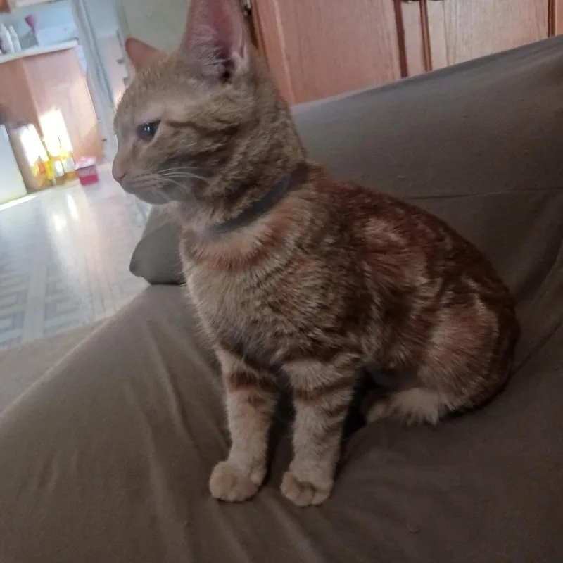 Whatssook thumbnail 2