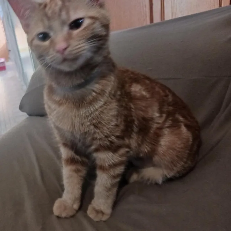 Whatssook thumbnail 3