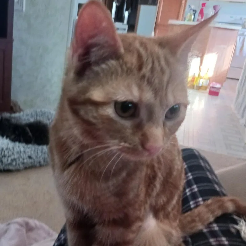 Whatssook thumbnail 4