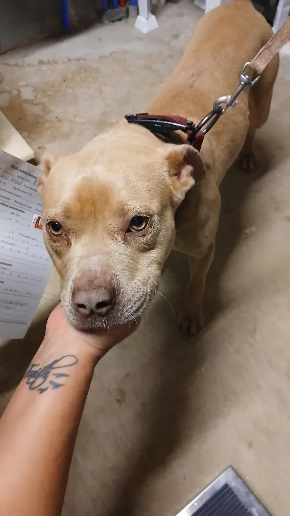 An adult medium-sized female Mixed Breed dog named Pippi for adoption in Shelbyville, TN