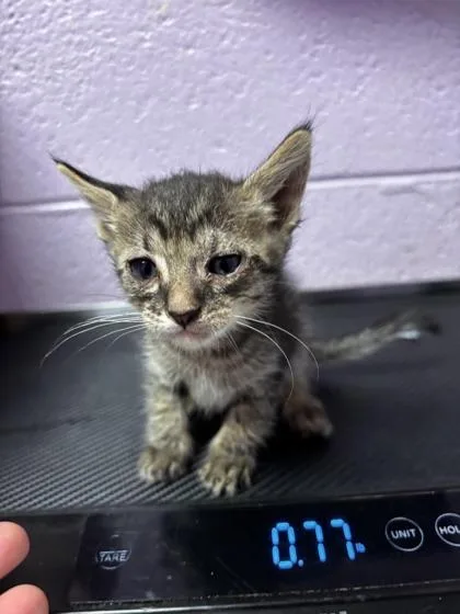 A baby small-sized male Brown / Chocolate Domestic Short Hair cat named Lucifloof for adoption in El Paso, TX