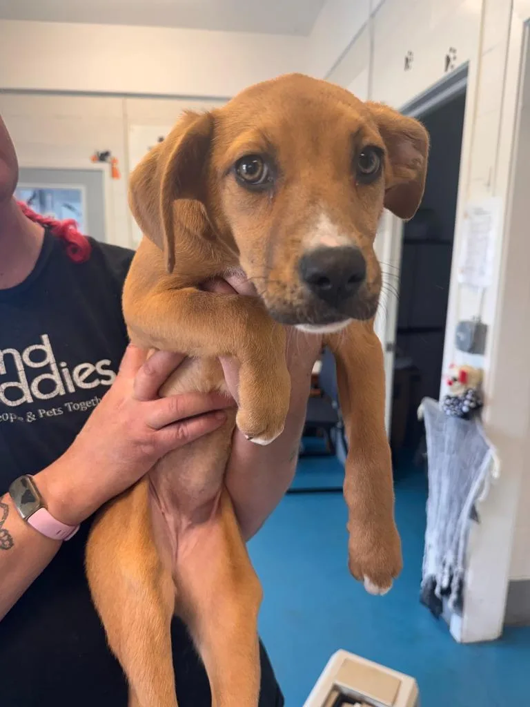 A baby small-sized female Labrador Retriever dog named Pumpkin for adoption in Muskegon, MI