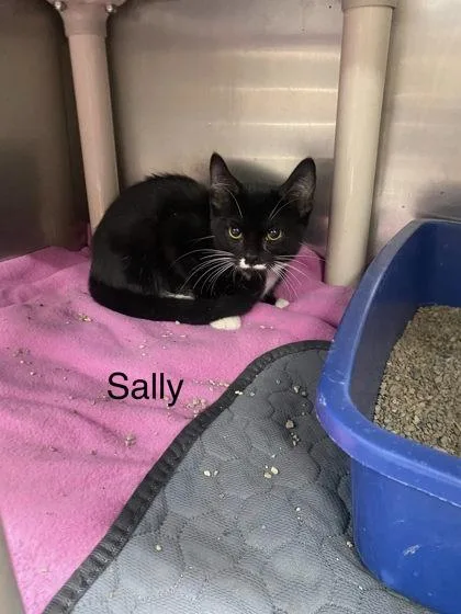 A young small-sized female Domestic Short Hair cat named Sally for adoption in Hobart, IN
