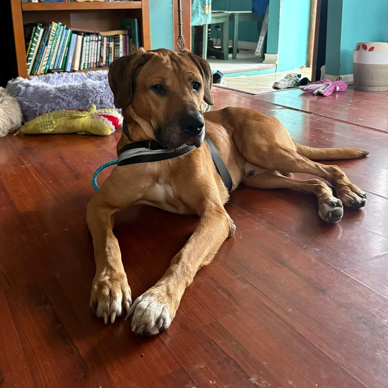 An adult medium-sized male Bicolor Hound dog named Bailey for adoption in New York, NY