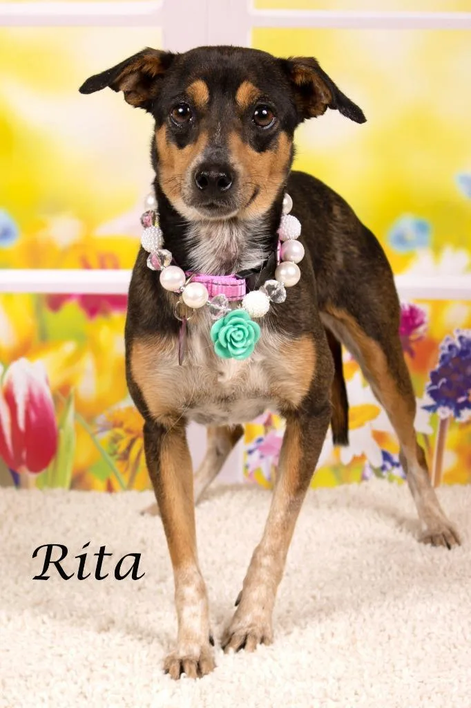 Rita thumbnail 2