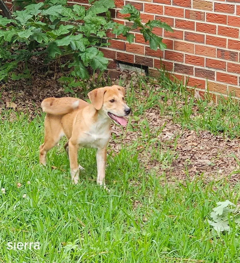 A baby medium-sized female Mixed Breed dog named Sierra for adoption in Fond Du Lac, WI