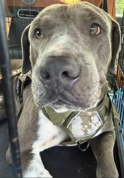 An adult large-sized male Pit Bull Terrier dog named Bear for adoption in Fort Lauderdale, FL