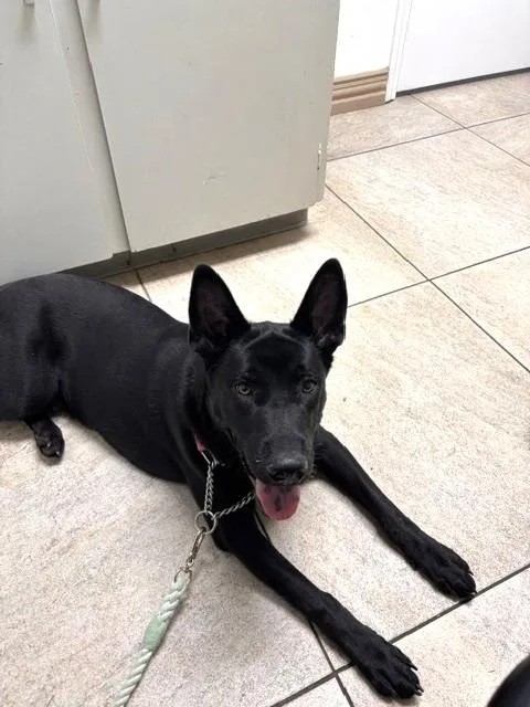 A young medium-sized male Black Labrador Retriever dog named Caraxes for adoption in Benbrook, TX