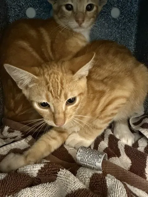 A baby small-sized male Domestic Short Hair cat named Thunder for adoption in Naples, FL