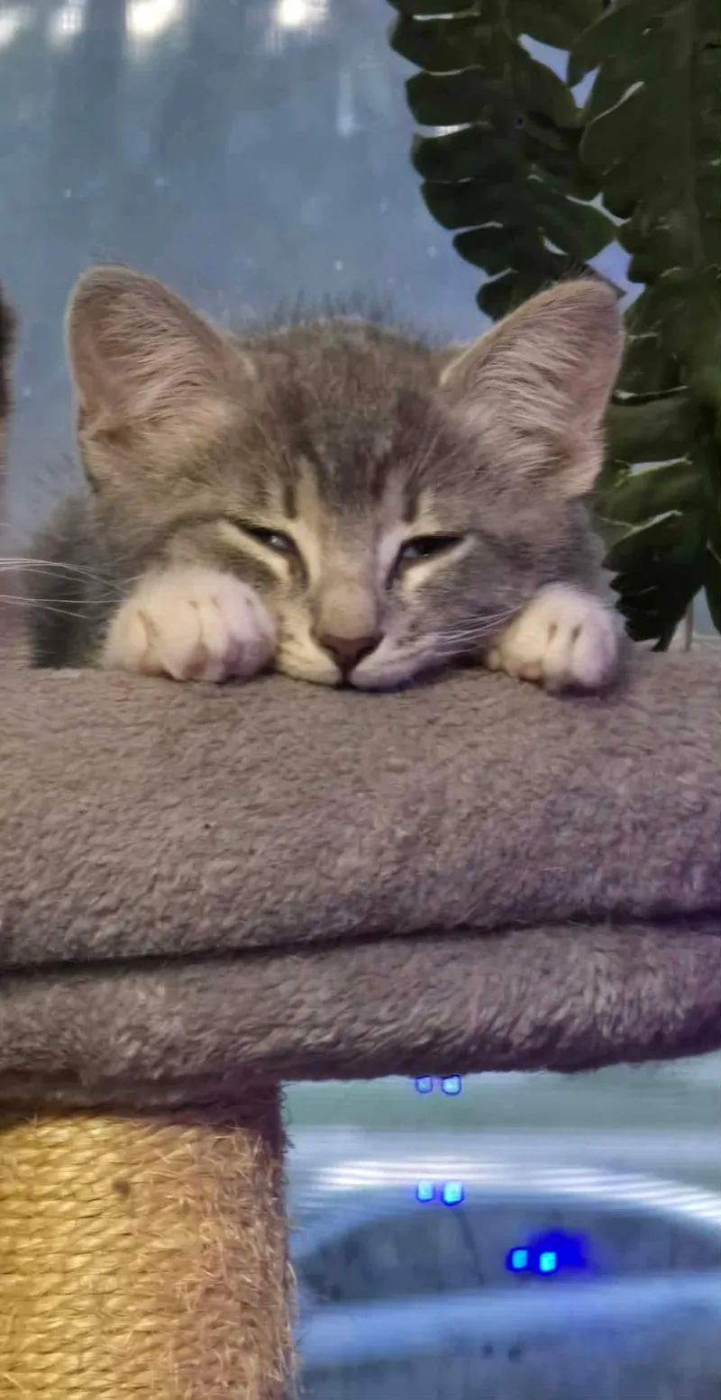 A baby medium-sized male Gray / Blue / Silver Domestic Short Hair cat named Ira for adoption in hinckley, IL