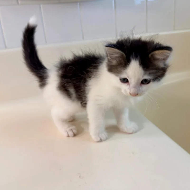 A baby small-sized male White Domestic Long Hair cat named Ewok for adoption in Winder, GA