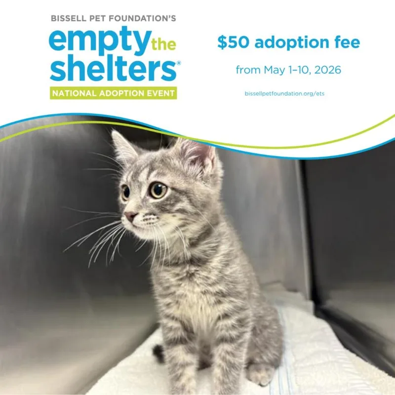 A baby small-sized male Domestic Short Hair cat named Christopher Robin for adoption in Santa Cruz, CA