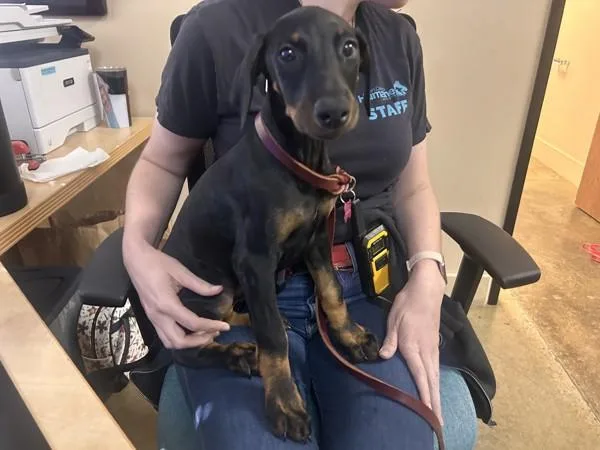 A baby medium-sized female Doberman Pinscher dog named Elwynn for adoption in Oceanside, CA