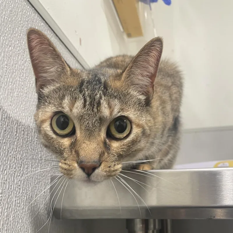 An adult medium-sized female Orange / Red Domestic Short Hair cat named Mindy for adoption in Tampa, FL