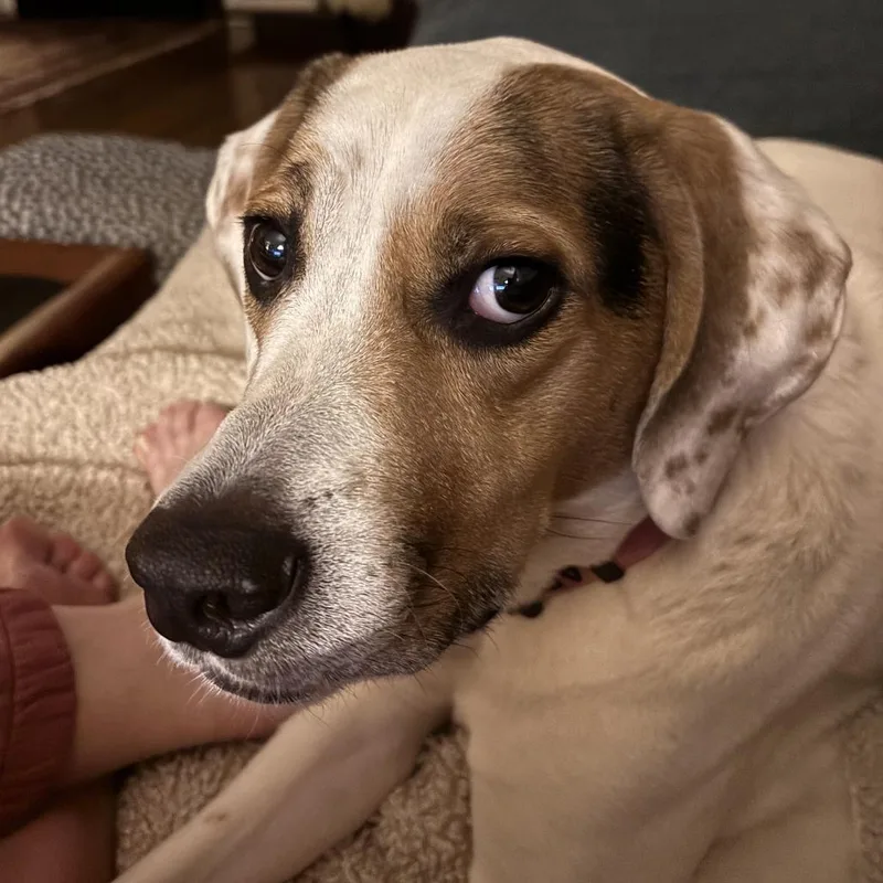 An adult large-sized male White / Cream Mixed Breed dog named Ziggy for adoption in Philadelphia, PA