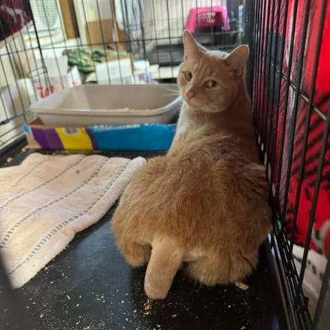 Winston
