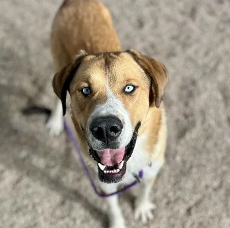 A young large-sized male Anatolian Shepherd dog named Sully Aka Bruno for adoption in Tucson, AZ