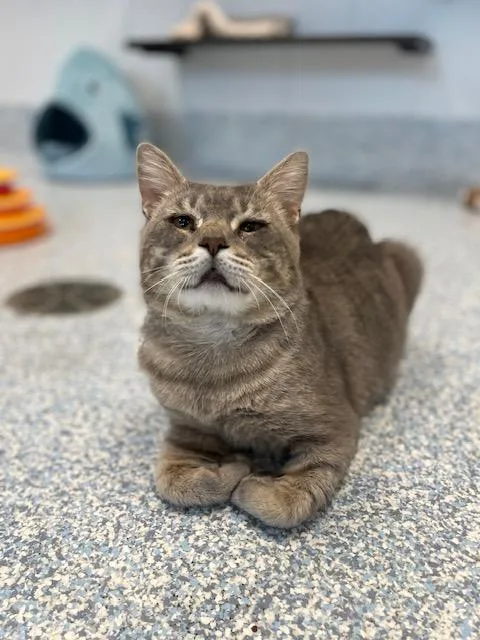 An adult large-sized male Tabby (Gray / Blue / Silver) Domestic Short Hair cat named Church for adoption in Stafford, VA