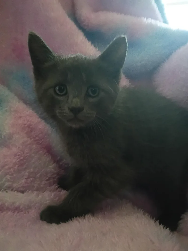 A young medium-sized male Gray / Blue / Silver Domestic Short Hair cat named Lewis for adoption in Mount Pleasant, TX