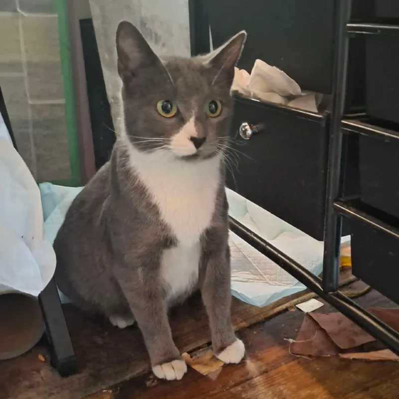 An adult small-sized female Gray / Blue / Silver American Shorthair cat named Sneakers for adoption in Lima, OH