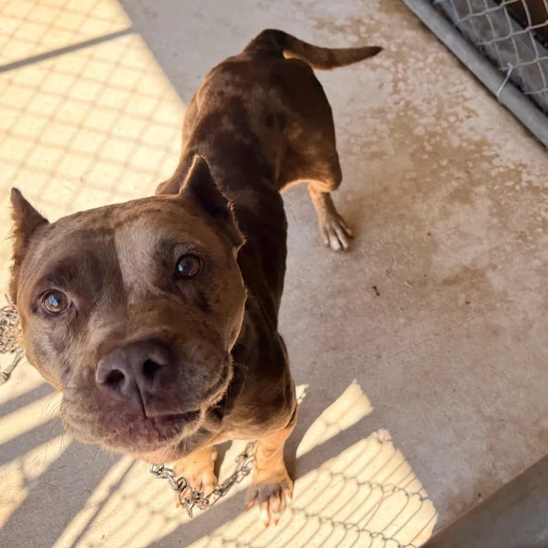 An adult medium-sized female Pit Bull Terrier dog named Harriet for adoption in Birmingham, AL