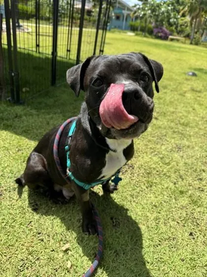 An adult medium-sized female Staffordshire Bull Terrier dog named Esther for adoption in Honolulu, HI