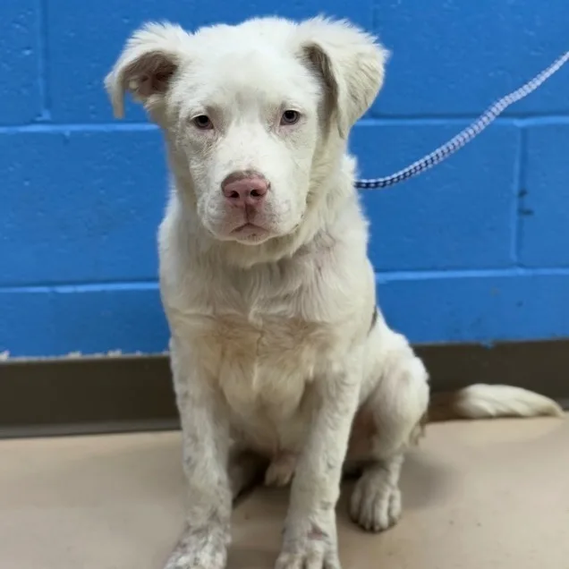 A young small-sized male White / Cream Mixed Breed dog named Lucky for adoption in Pine Bluff, AR