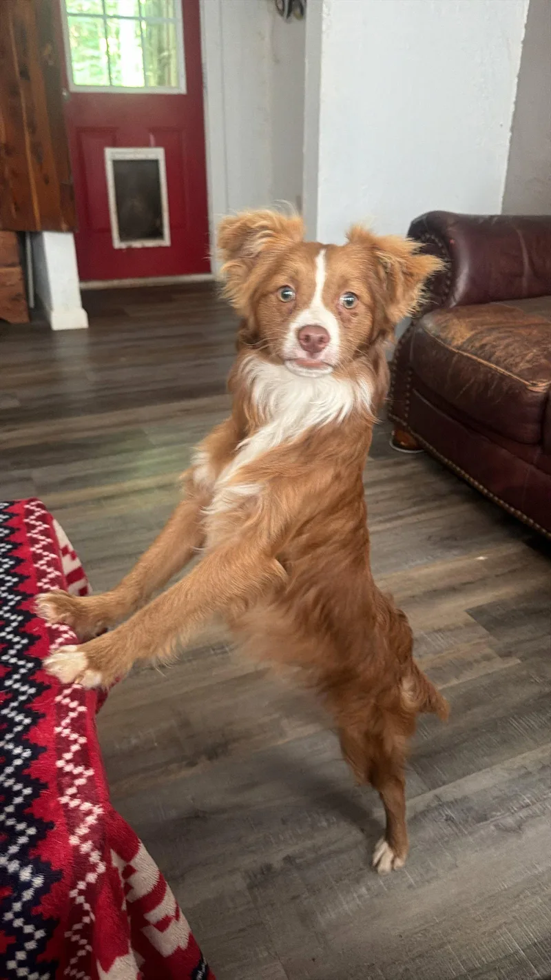 Apollo