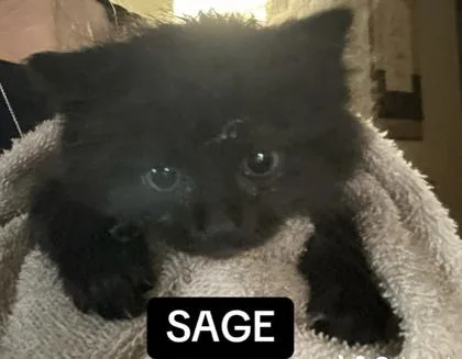 A baby small-sized female Domestic Short Hair cat named Sage for adoption in Sacramento, CA