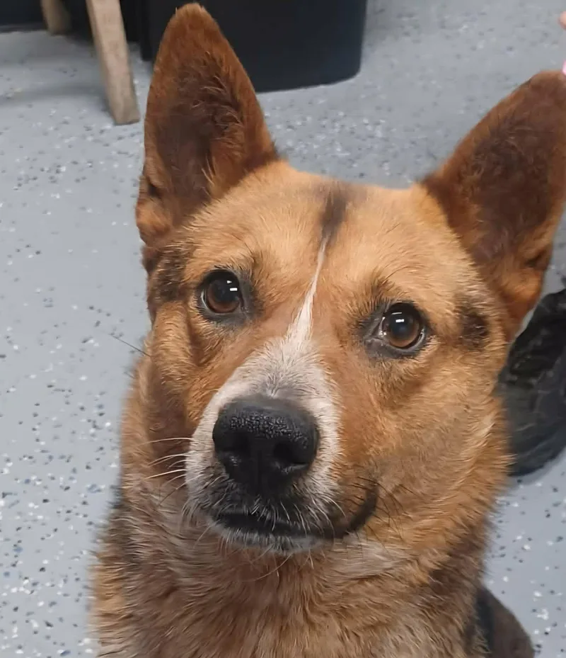 A young medium-sized male Tricolor (Brown, Black, & White) Corgi dog named Dr Devious for adoption in Newport, TN