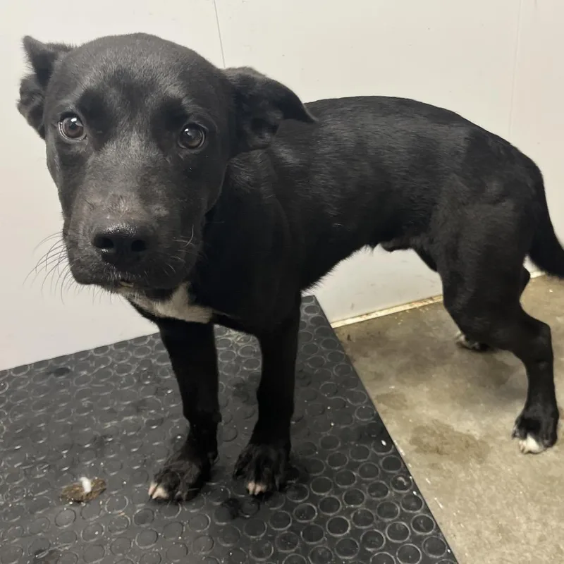 A baby medium-sized male Black Mixed Breed dog named Allen for adoption in Mount Gilead, NC