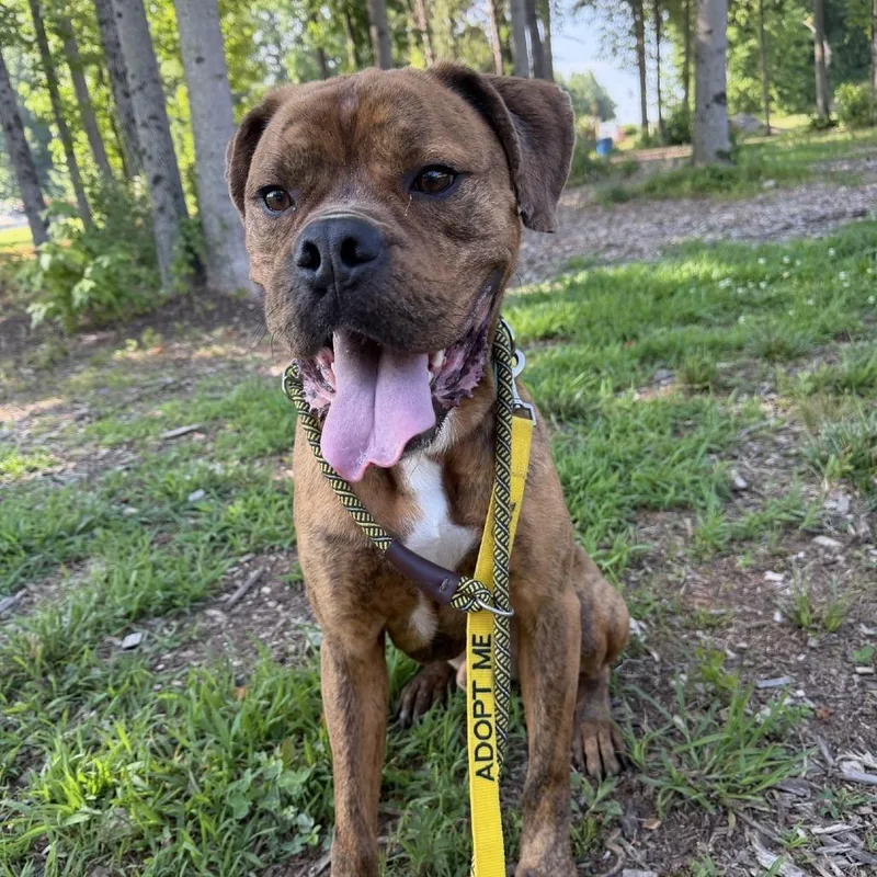 An adult large-sized male Brindle Boxer dog named Bronx for adoption in Greensboro, NC