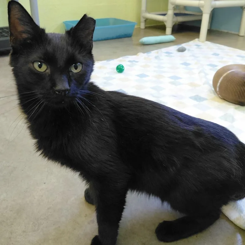 An adult medium-sized female Black Domestic Short Hair cat named Ariel for adoption in Gloucester, VA