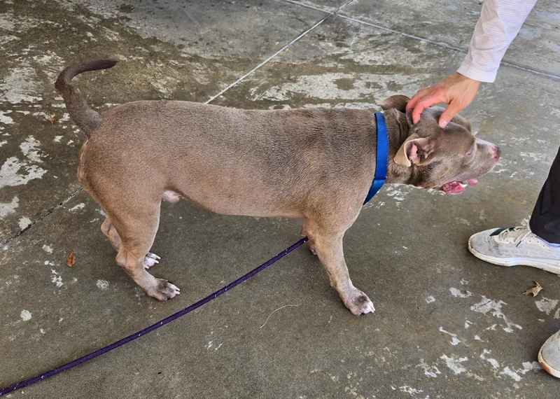 A young medium-sized male Gray / Blue / Silver American Staffordshire Terrier dog named Papas for adoption in Benbrook, TX