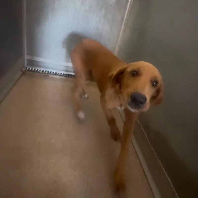 A baby medium-sized male Brown / Chocolate Mixed Breed dog named Red for adoption in Ardmore, OK