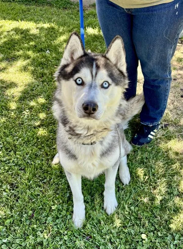 An adult large-sized male Siberian Husky dog named Balto for adoption in Victorville, CA