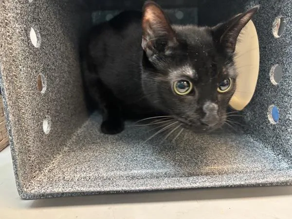 An adult medium-sized male Domestic Short Hair cat named Binx for adoption in New York, NY