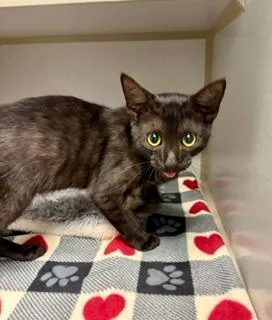 A baby medium-sized male Black Domestic Short Hair cat named Wolfie for adoption in Winter Haven, FL