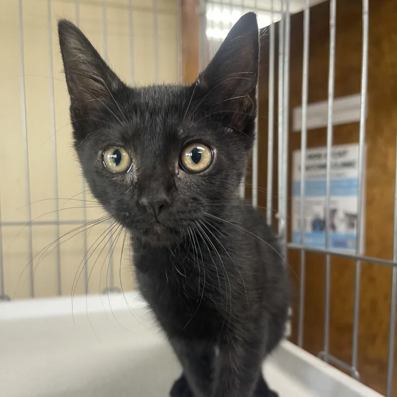 A baby small-sized male Black Domestic Short Hair cat named Louis for adoption in Valdosta , GA